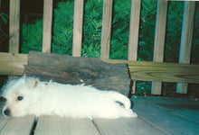 Load image into Gallery viewer, Westie Puppy Pin